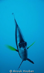 Bannerfish, Heniochus diphreutes. Picture taken in North-... by Anouk Houben 